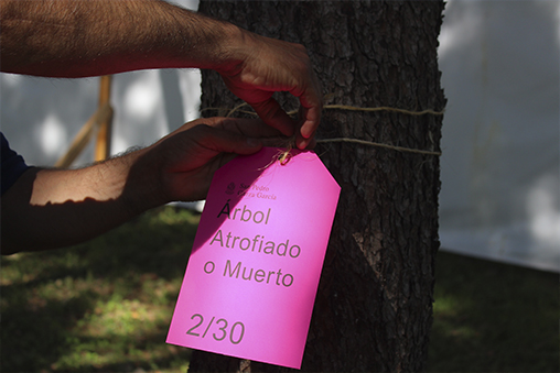 Arboles a retirar